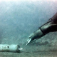 Illustration for article titled Navy-Trained Sea Lions Ready to Arrest Enemy Divers